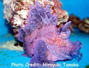rhinopias fish|Section: Fish Library: Group: Scorpionfishes: Species: .